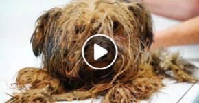 Yorkie used for breeding his whole life - featured image
