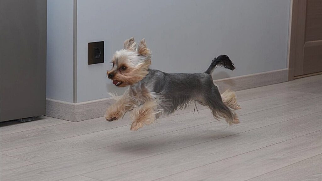 Cute Yorkie is an expert at "the floor is lava" game - featured image