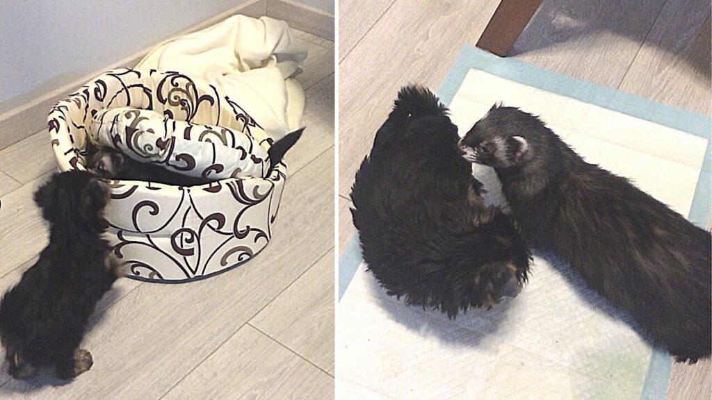 Ferret Gets Introduced to New Yorkie Puppy Sister