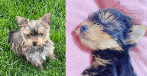 What Exactly is a Teacup Yorkie - featured image