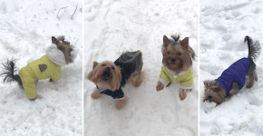 Yorkies Play with Snowballs like they're real toys!