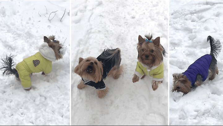 Yorkies Play with Snowballs like they're real toys!