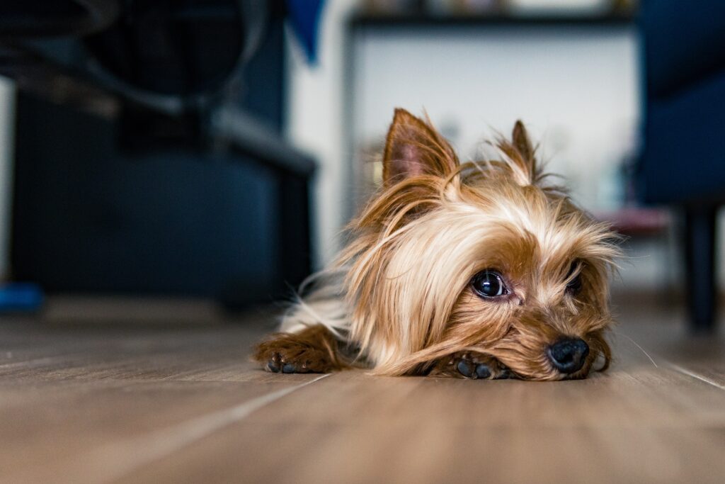 Everything You Need to Know About Yorkie Eye Problems - featured image