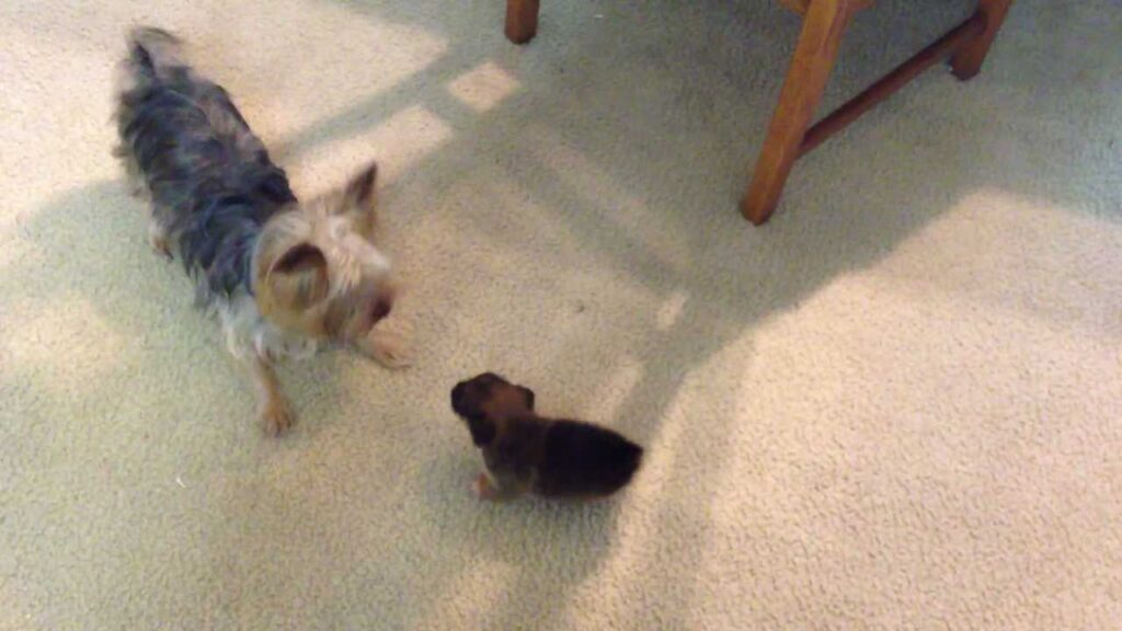 Adorable Yorkie Playing with His Puppy - featured image