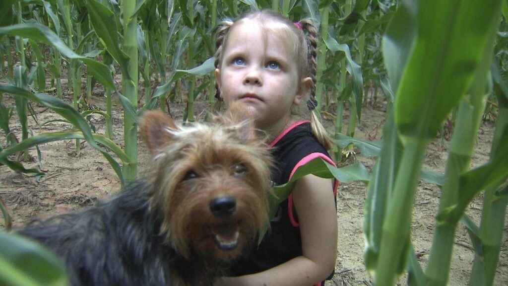 3-Year-Old kept safe by Yorkie after Getting Lost in Cornfield Overnight