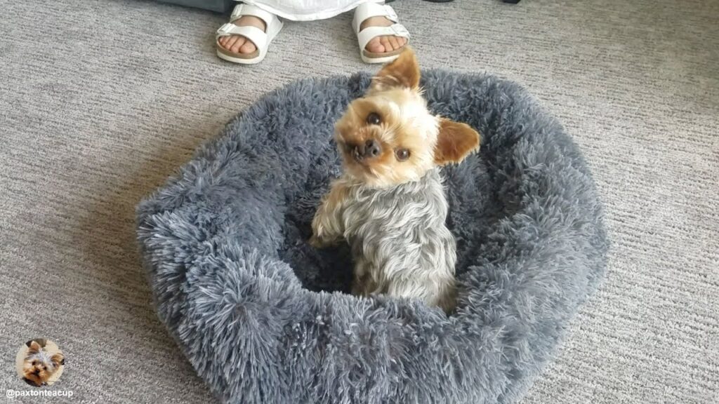 Yorkie loves his new bed - featured image