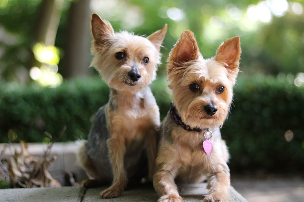 Buying a Yorkie: Important Information to Consider - opening image