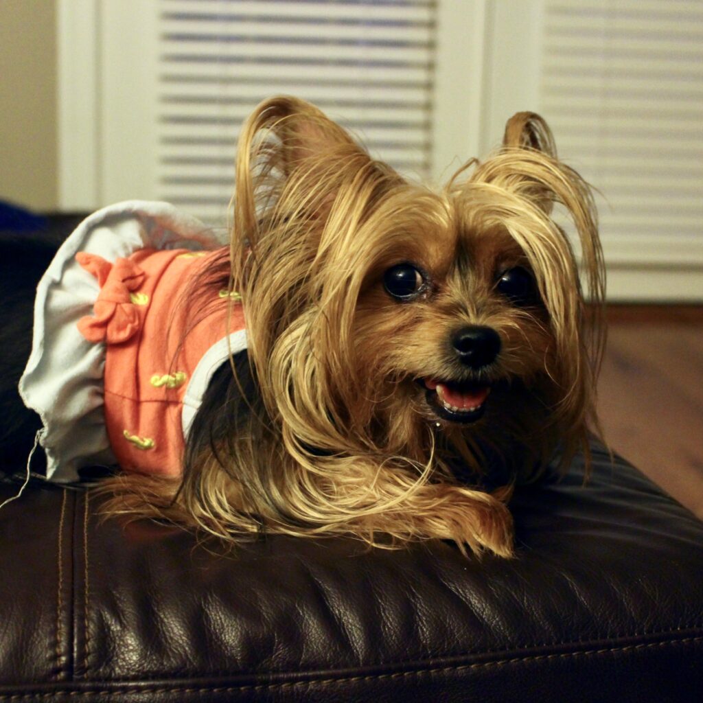 Yorkie with good eyes sitting on couch