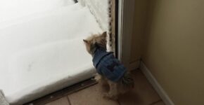 Yorkie Gets Ready To Go Outside. Until She Sees the Snow featured image