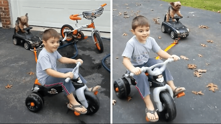 Yorkie is towed on toy car by human brother riding bicycle - featured image