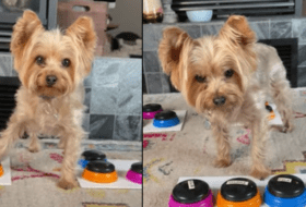 Yorkie Lets Mom Know he is Mad About no Extra Treats - featured image