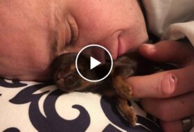 Daddy Cuddles with Tiny newborn Yorkie Puppy - featured image