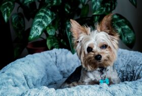 Buying a Yorkshire Terrier: Avoiding Getting Scammed - featured image