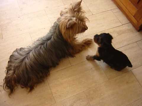 Mom Yorkie Plays with her son - featured image