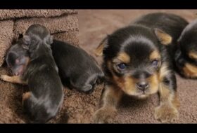 Yorkie Puppies Timelapse: Newborn to 2 weeks - Featured image