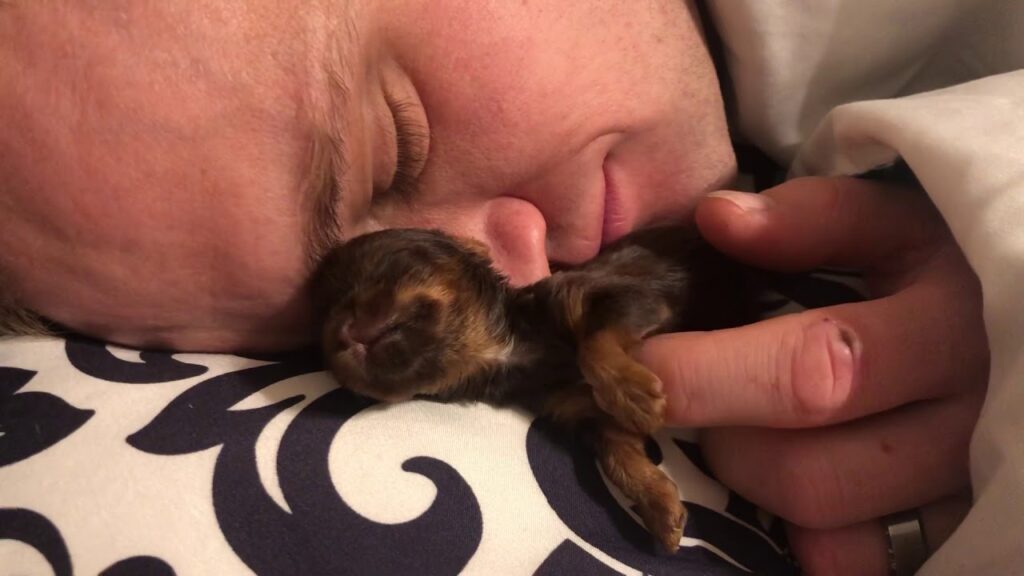 Daddy Cuddles with Tiny newborn Yorkie Puppy - image