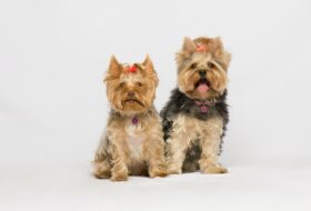 Yorkie safety featured image