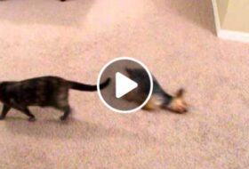 Yorkie Crawls on 2 legs After Every Bath featured image