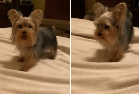 Hilarious Yorkie Moonwalks on the Bed featured image