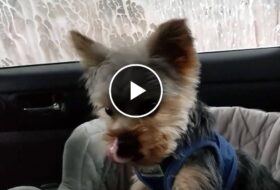Yorkie Puppy Experiences a Car Wash for the First Time featured image