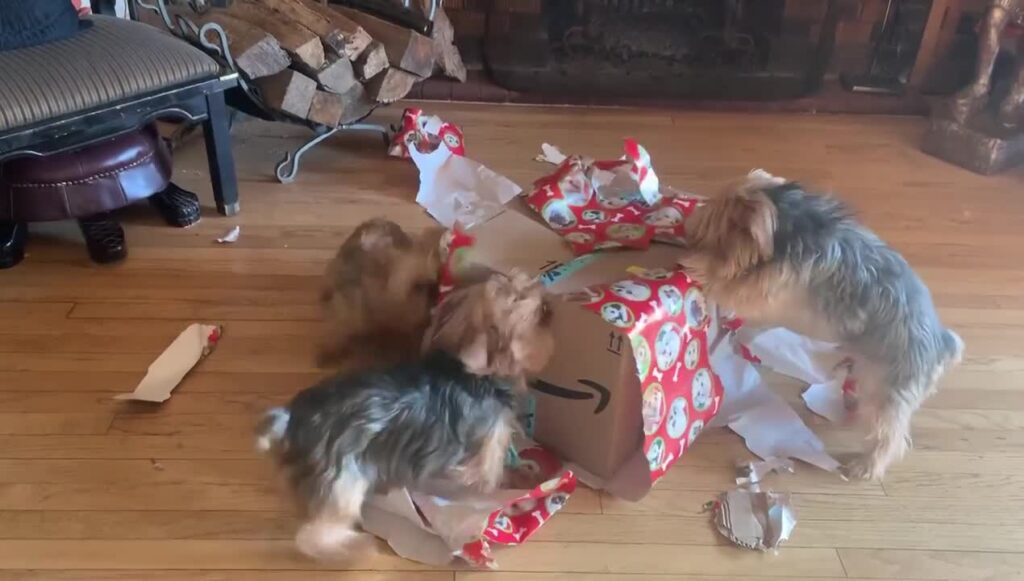 Yorkies take turns Ripping Apart Early Christmas Present featued image
