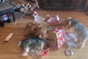 Yorkies take turns Ripping Apart Early Christmas Present featued image