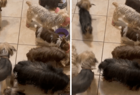 Huge Yorkie Family eat Lovely Dinner Together featured image