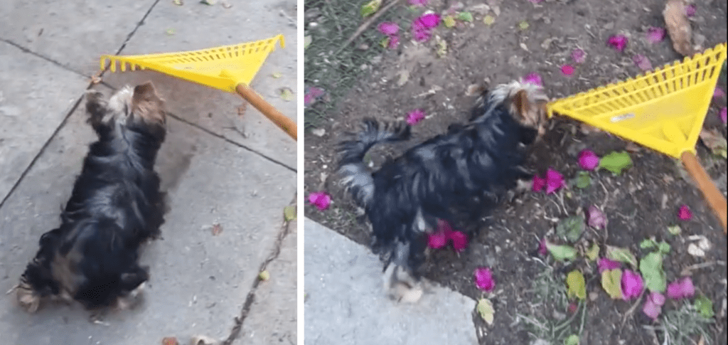 Don’t Dare Rake Up Leaves Around This Yorkie featured image