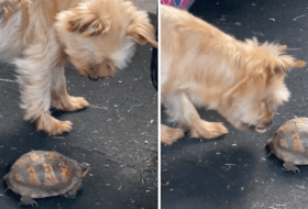 Yorkies Have No Idea What a Tortoise is featured image