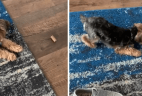 Playful Yorkie Plays with his Food Before Eating It featured image