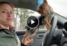 What It's Like to Have a Yorkie Puppy featured image