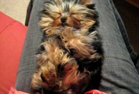 Sleepy Yorkie Gets REALLY Excited when Daddy Arrives Home featured image