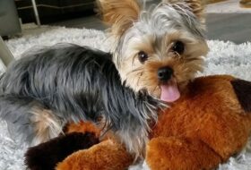 We Tried to Distract our Yorkie from Humping a Stuffed Animal featured image