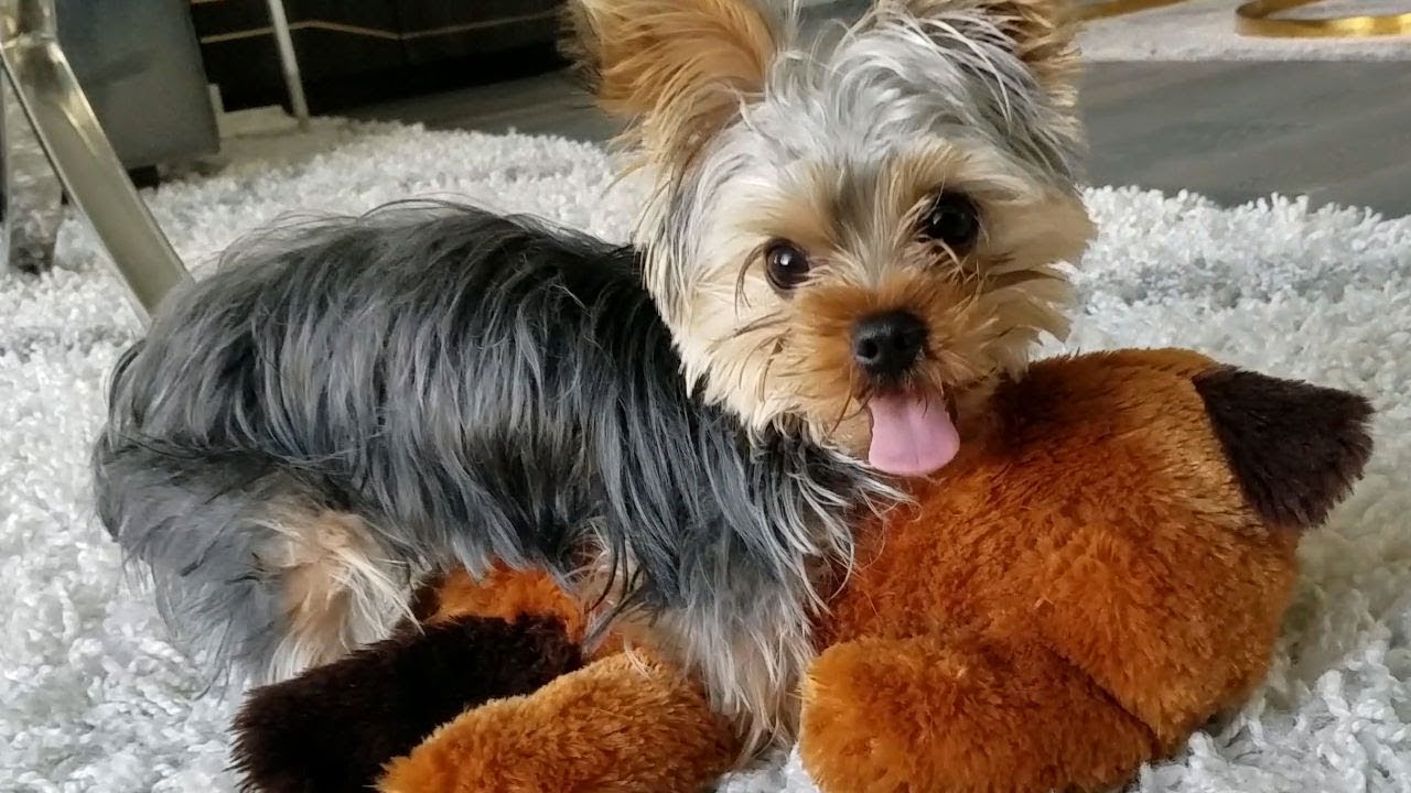 yorkie humps stuffed animal