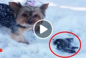 Yorkie Saves Bird from Freezing to Death featured image