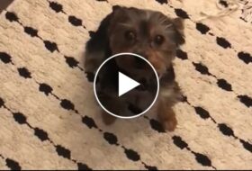 Yorkie Puts on Spinning Dance Show for Treats featured image 2