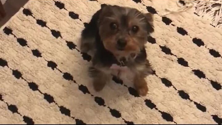 Yorkie Puts on Spinning Dance Show for Treats featured image post