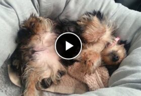 Yorkie Tries his Hardest to Get out of Bed featured image