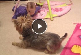 Yorkie and Baby Are the Best of Friends featured image
