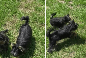 Yorkie Puppies Have Fun Playing with Balloon featured image