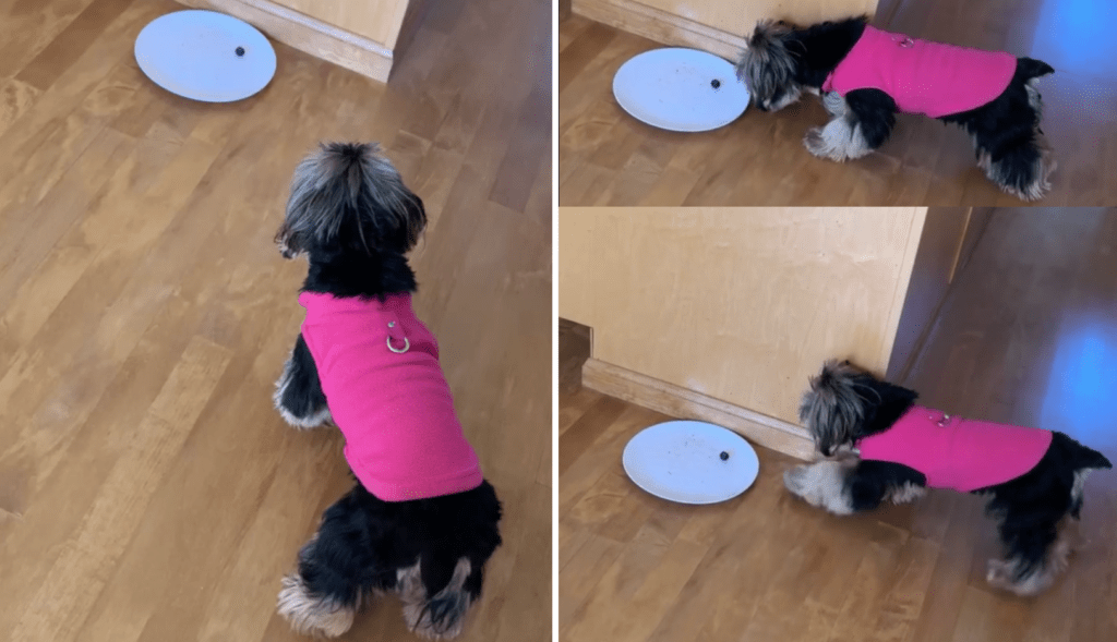 Yorkie Throws Tantrum at Single Blueberry on Her Plate featured image