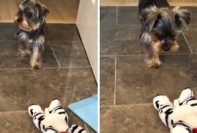 Yorkie puppy adorably stalks and attacks stuffed animal featured image