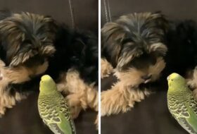 Yorkie gives parrot best friend a loving kiss featured image