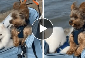Cutest Yorkie and His Brother Having a Blast Riding in Stroller featured image