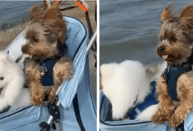 Adorable Yorkie Loves Being Pushed Around in a Pram featured image