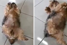 Yorkie finds the worlds best napping position featured image