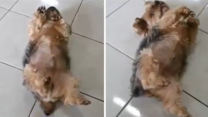 Yorkie finds the worlds best napping position featured image
