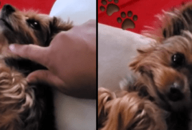 Yorkie Constantly Demands More Attention from Mom featured image