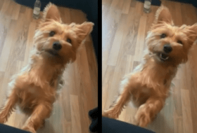 Persistent Yorkie Cant Take No for an Answer featured image