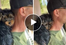 Yorkie Puppy Cuddles behind Dad’s Neck in Car featured image 2
